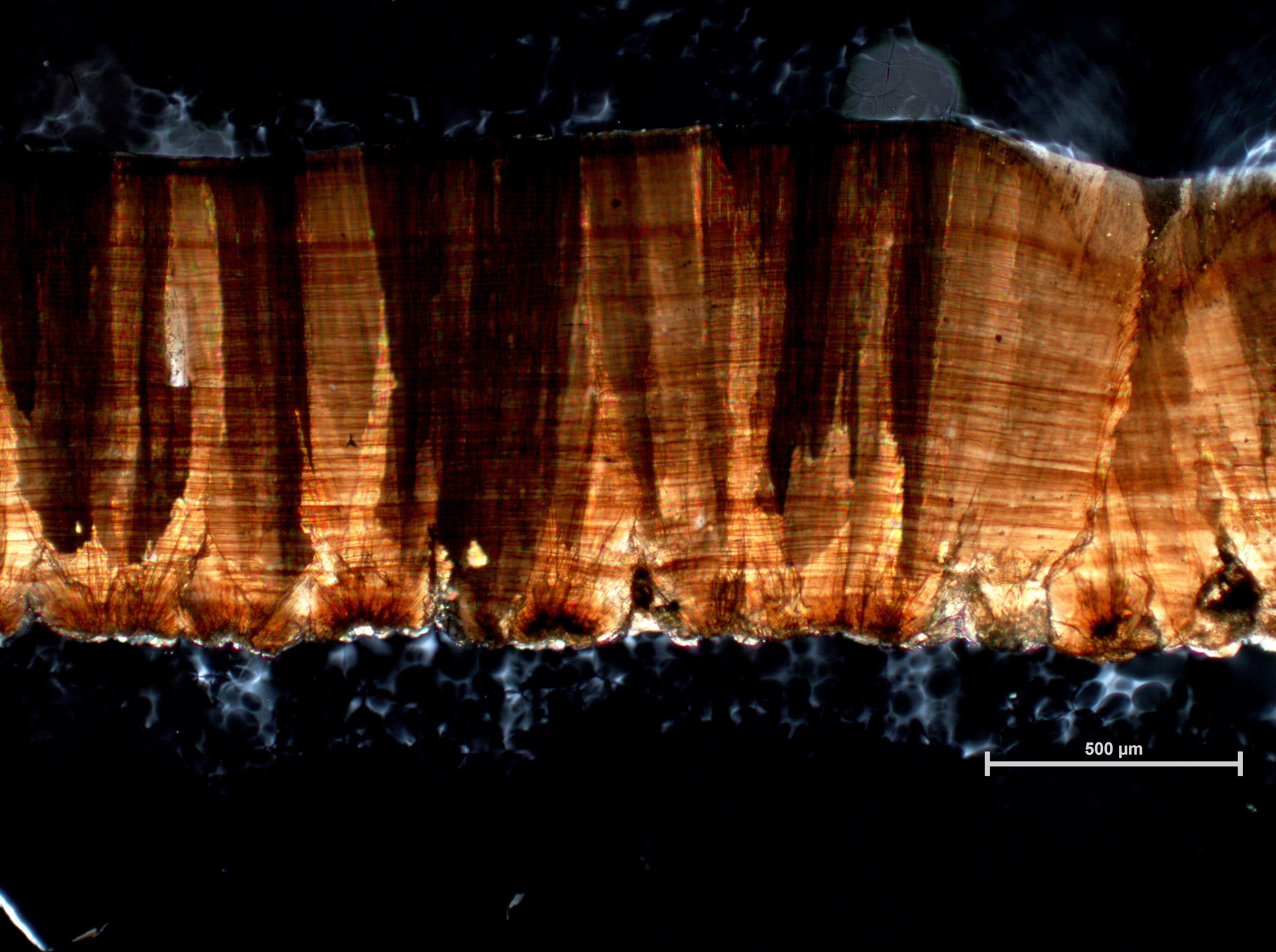 Hadrosaur eggshell cross-section. Credit Darla Zelenitsky