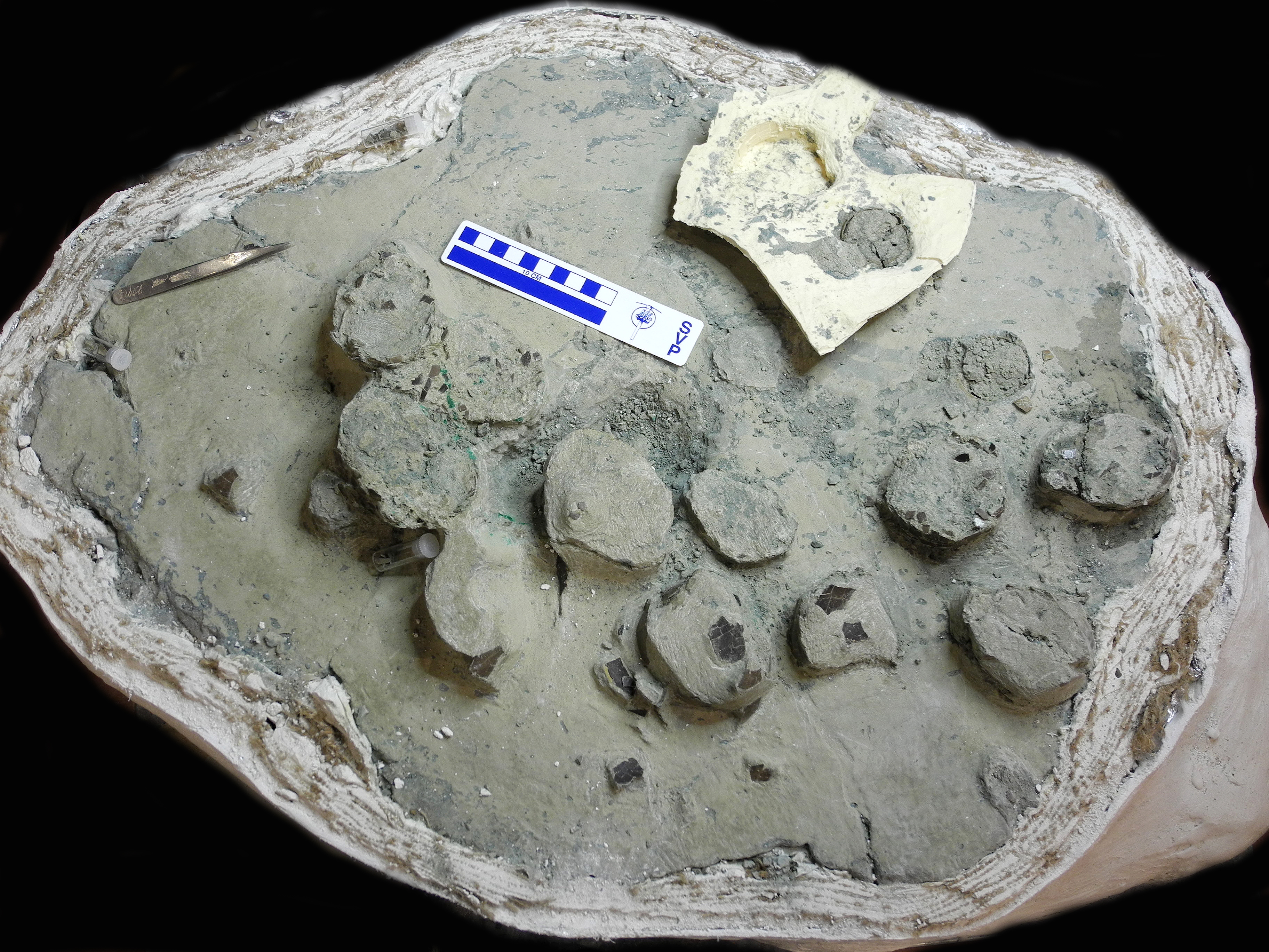 Troodon eggs from Devil s Coulee dinosaur nesting site. Credit Darla Zelenitsky