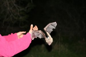 Egyptian fruit bat sets out on a foraging run Courtesy of Prof. Ran Nathan