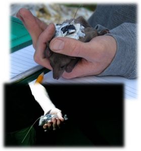 Egyptian fruit bat with ATLAS tracking device Courtesy of Prof. Ran Nathan