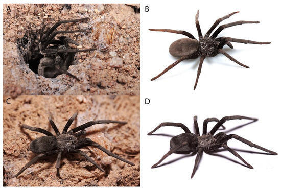 New Spider Species Discovered In Indiana Cave, Smart News