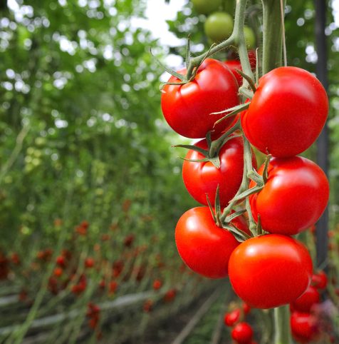 Tomato Greenhouse