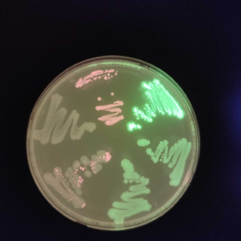 Red and green luminescence indicating TNT detection