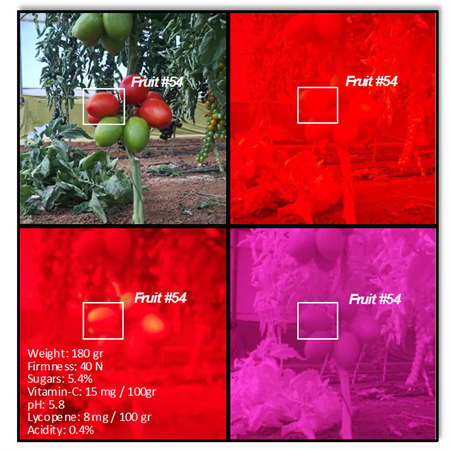 ToMAI-SENS imaging of the fruits at different bands, identifying the fruit and estimating its quality parameters. | Credit: Yedidya Harris 