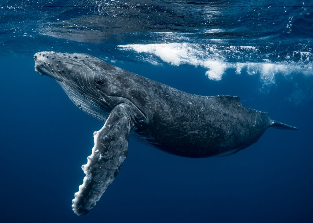 Humpback Whales