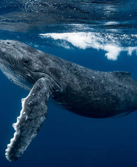 Humpback Whales