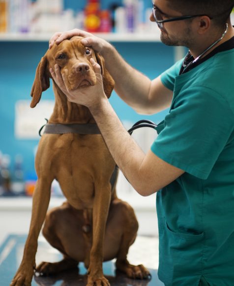 Closeup side view of a male vet doctor examining a Vizsla dog