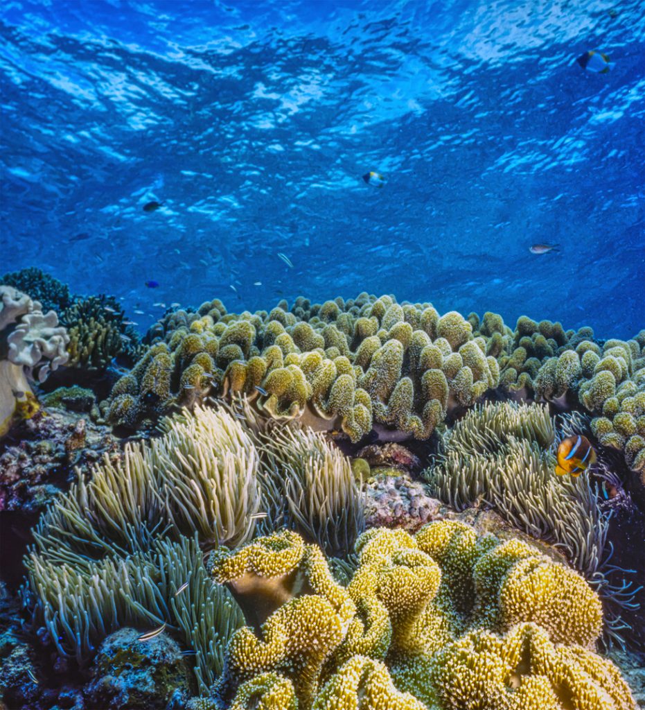 Coral reef