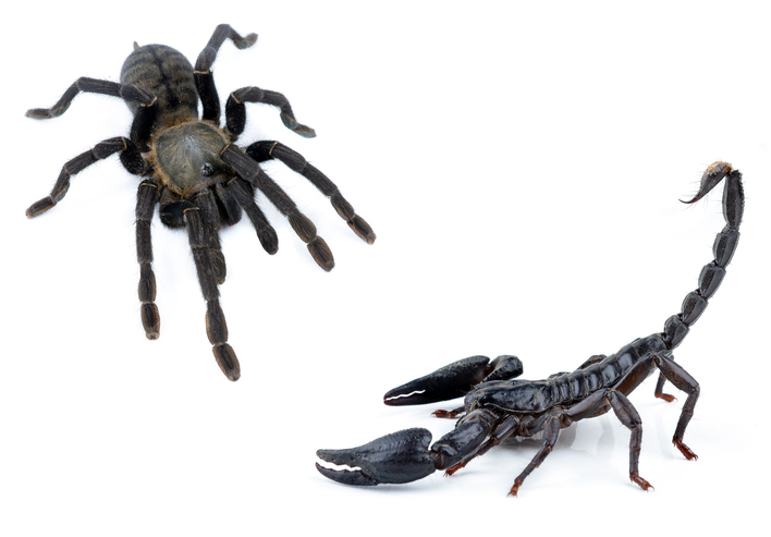 tarantula and scorpion on white background